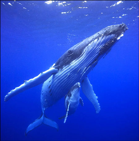 humpback whale pictures. Humpback whale and baby (photo