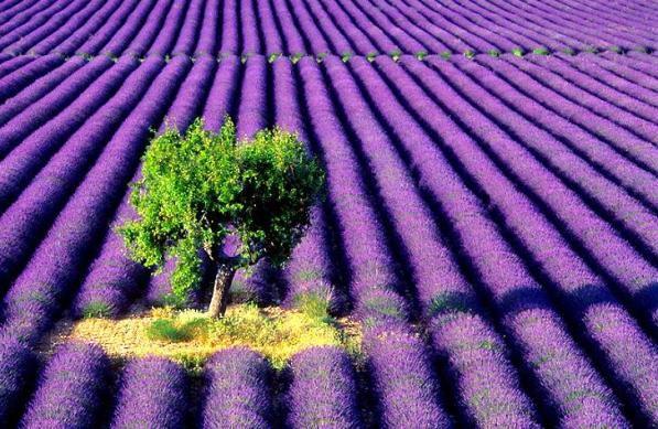 Have you ever seen this many lavender plants? (Photo by Julie Ponder)