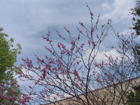 Pink blooms against a blue sky