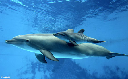 Photo Credit: dolphin-gallery.blogspot.com