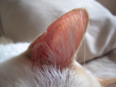 Ashy's transparent Siamese ear