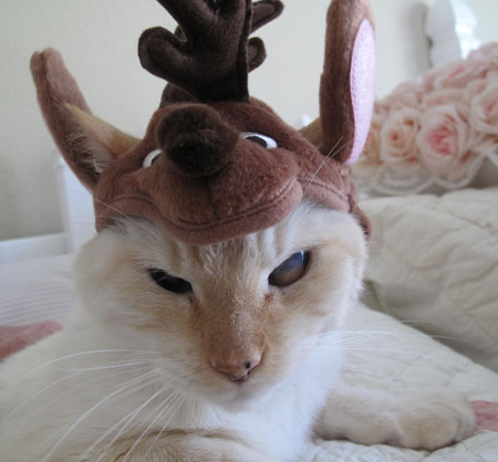 Nice Rudolph hat, Ashy Poo!