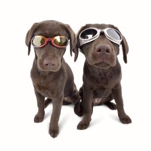 Doggles on Dogs