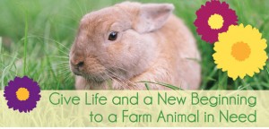 Easter Farm Animal Adoption