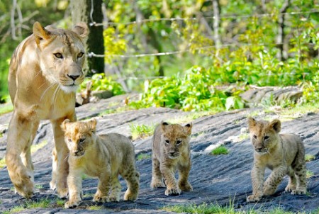 Bronx Zoo Lion Cubs