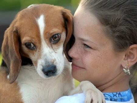 Rescued Beagle