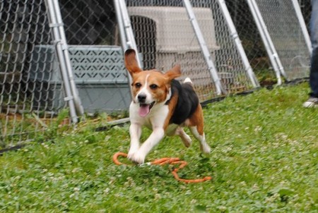 Rex the Beagle Learns to Run