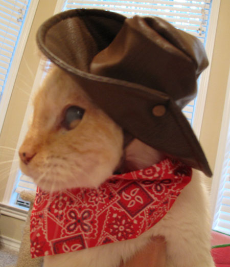 Ashy Halloween Cowboy Costume Cats in Hats