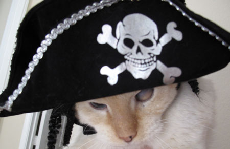 Ashy Halloween Pirate Cats in Hats