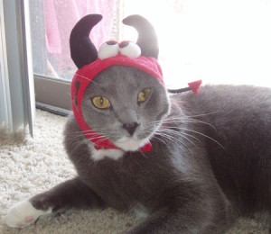 Brady Halloween Devil Cats in Hats Costumes