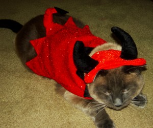 Cats in Hats: Devil TomTom