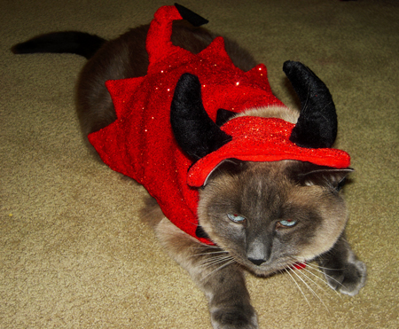Cats in Hats: Devil TomTom