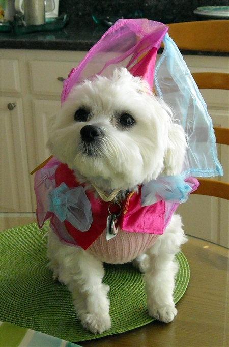 Katie in Halloween Princess Dog Costume