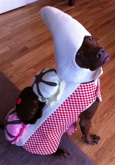 Roxy in Halloween Dog Banana Split Costume