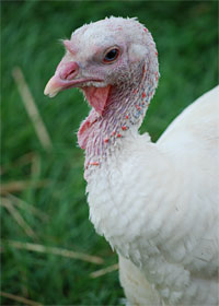 Adopt Turkey Kima