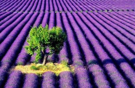 Have you ever seen so many lavender plants? (Photo by Julie Ponder)